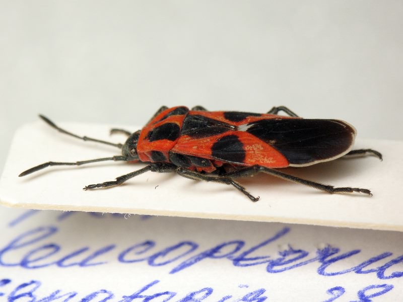 Tropidothorax leucopterus (Goeze, 1778)